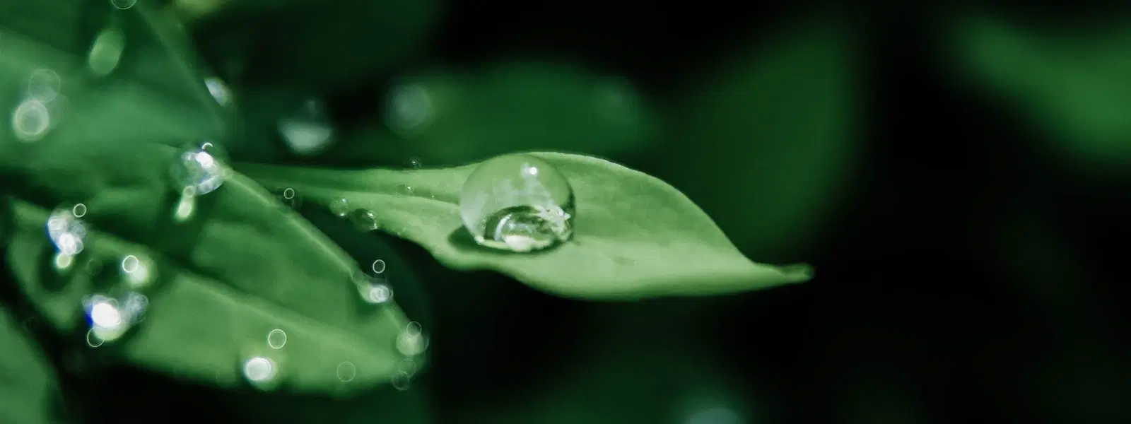 Macro Photography: Capturing the Beauty of Tiny Details