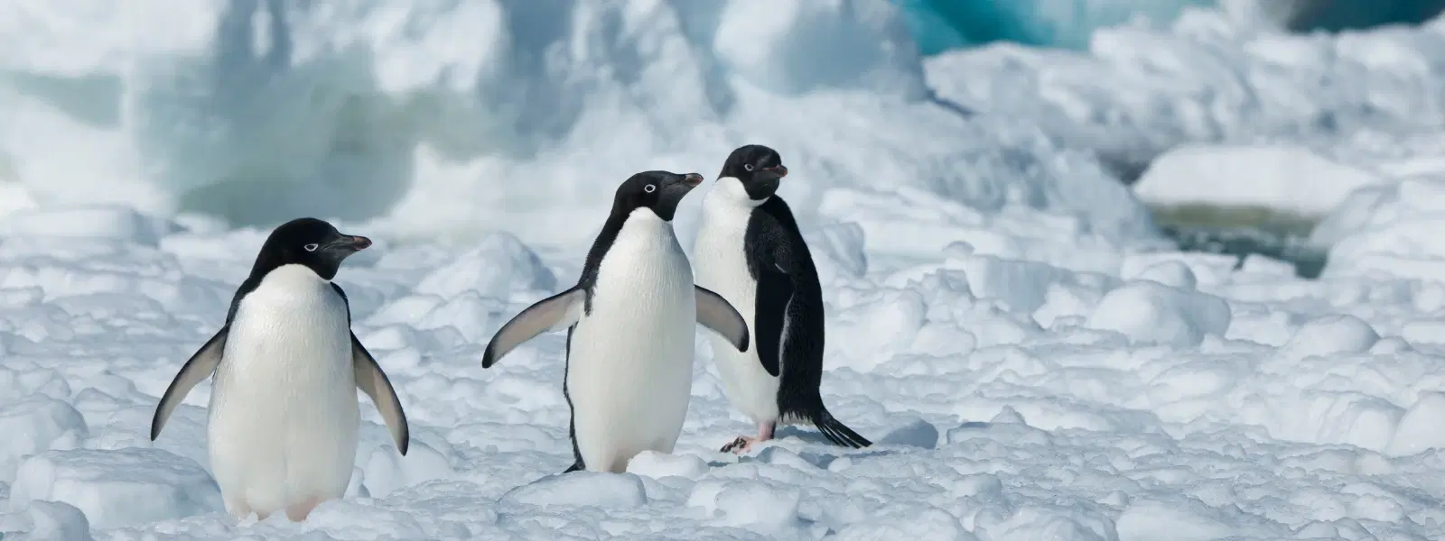10 Best Months to Visit Antarctica for Perfect Weather