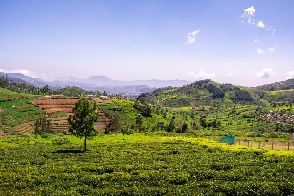 10 Best Months to Visit Coonoor for Perfect Weather