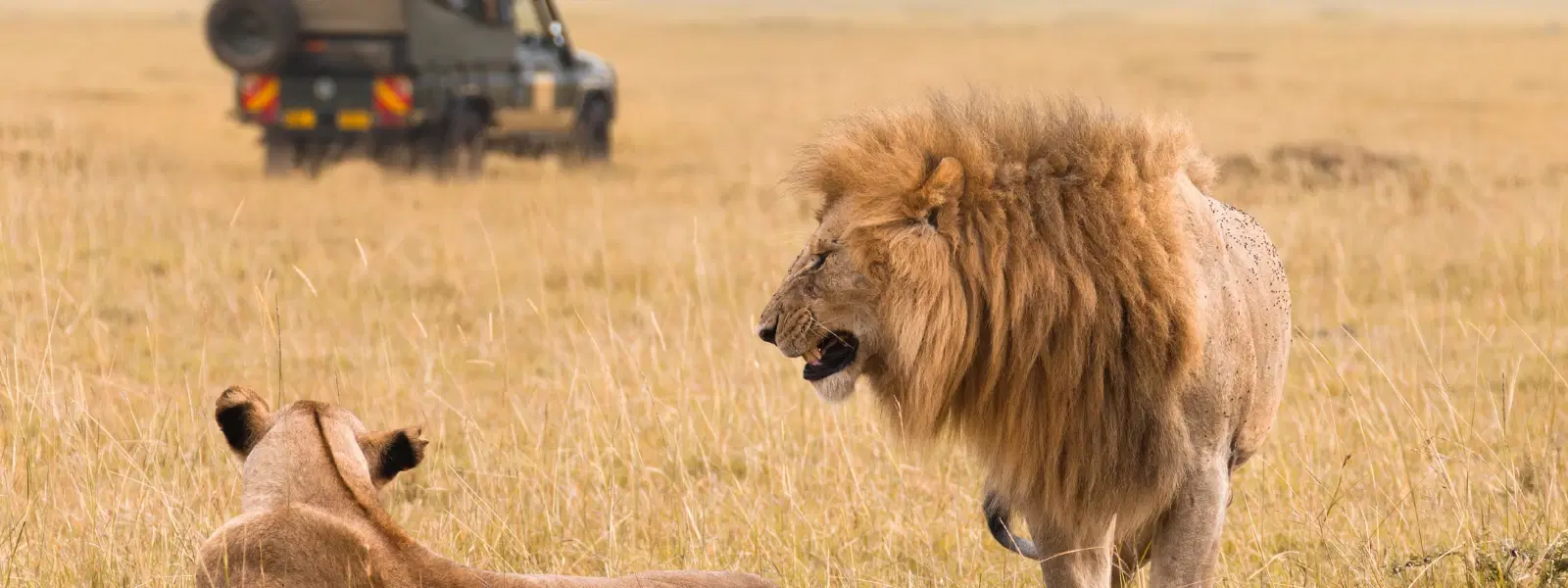 10 Best Times to Visit Africa for Stunning Safari Adventures