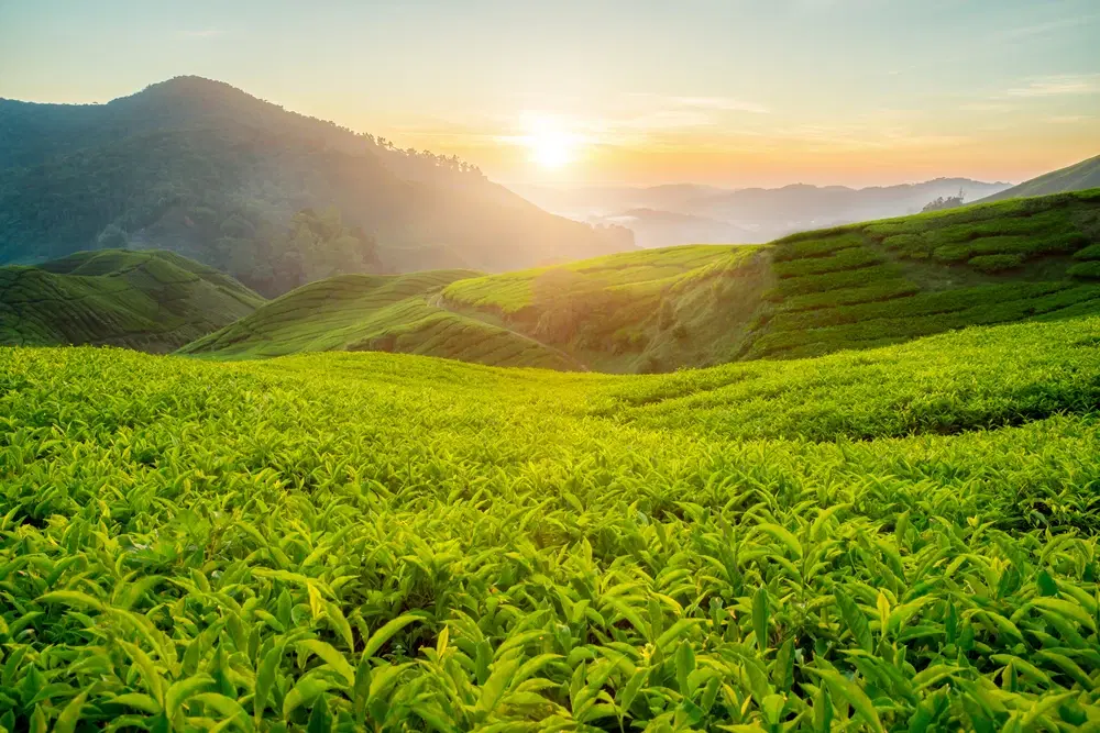 10 Best Times to Visit Darjeeling for Perfect Weather