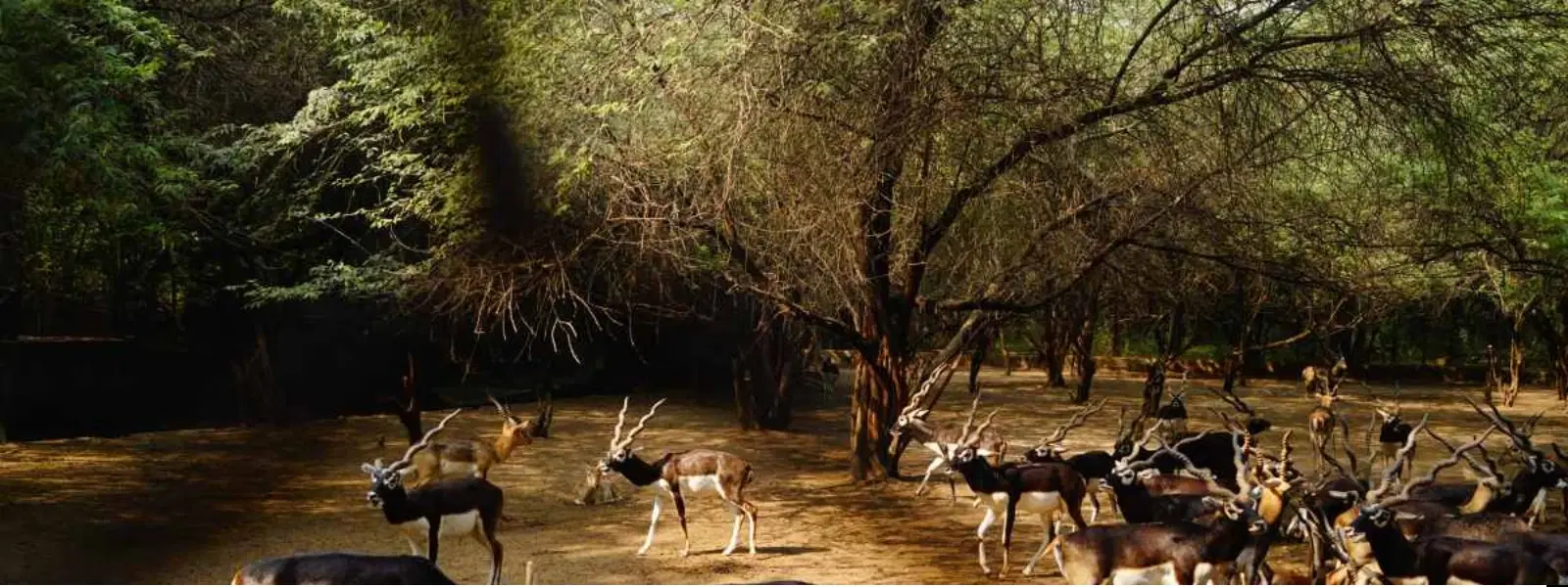 10 Best Times to Visit Delhi Zoo for a Perfect Family Trip