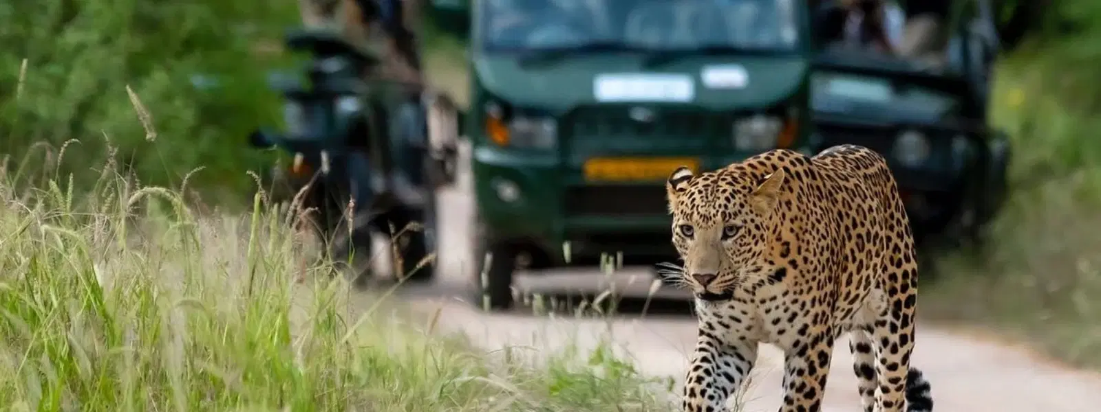 10 Essentials for a Luxury Leopard Safari in Jawai