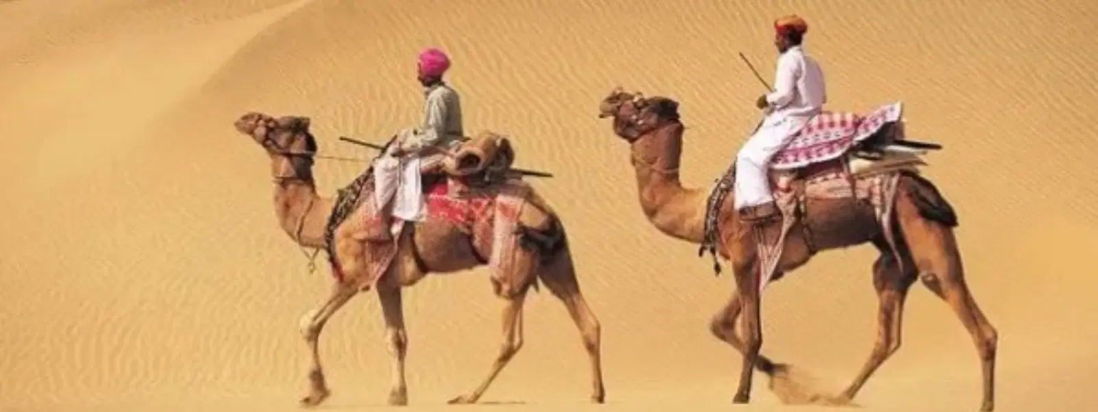 10 Essentials for Pushkar Camel Breeding Farm Tours