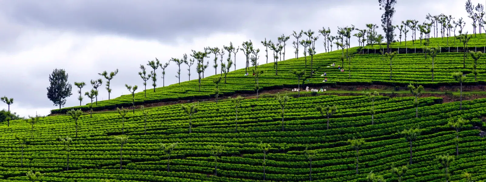 10 Must-Have Experiences for Tamil Nadu Organic Farm Stays