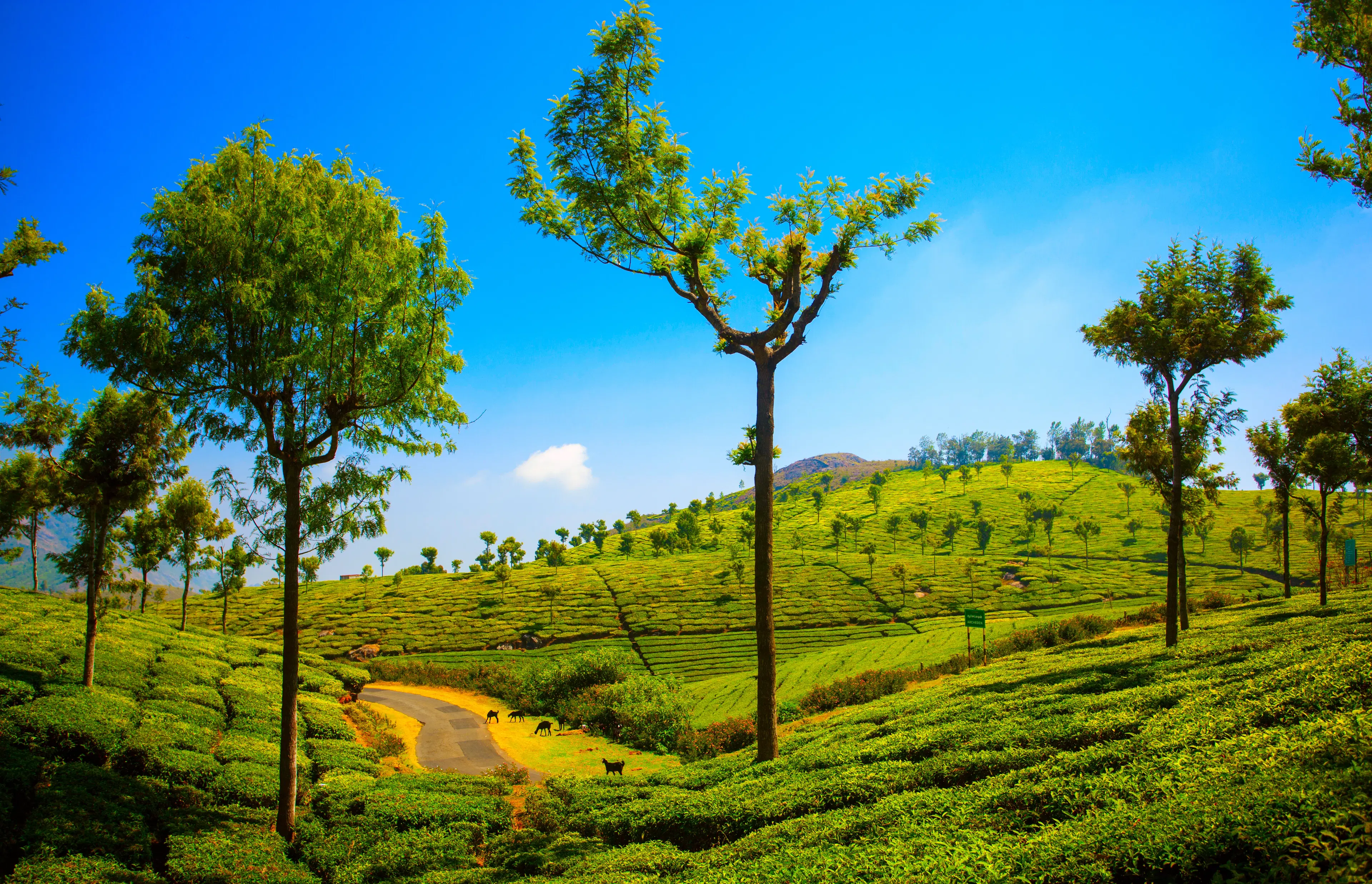 10 Must Visit Places in Munnar for Nature Lovers