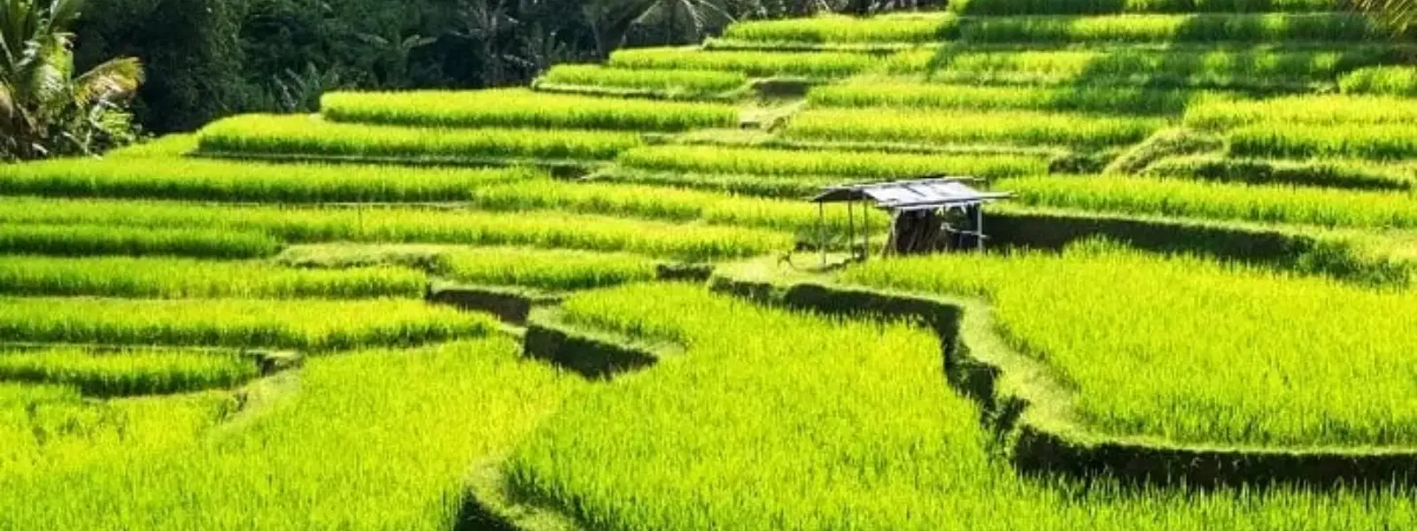 10 Stunning Rice Terrace Valleys to Explore Worldwide