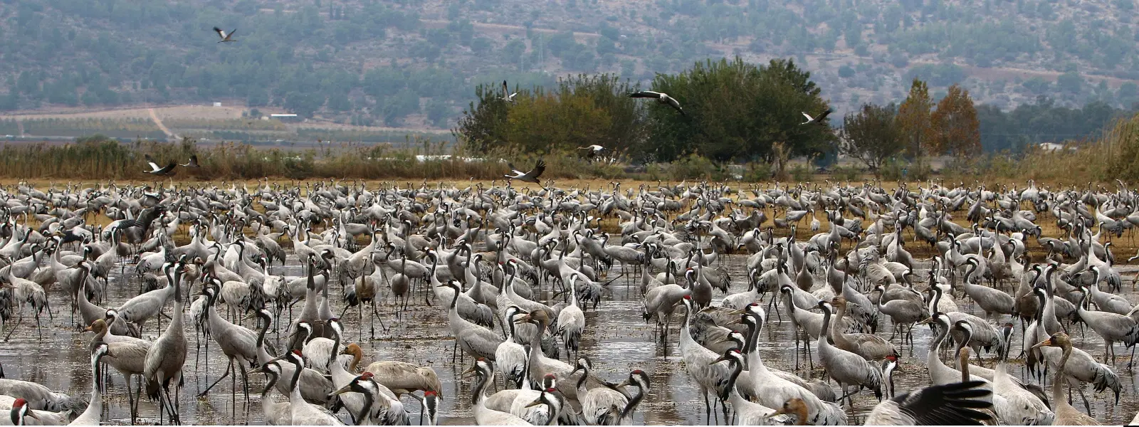 10 Tips to Plan Bhigwan Bird Sanctuary Visit Perfectly