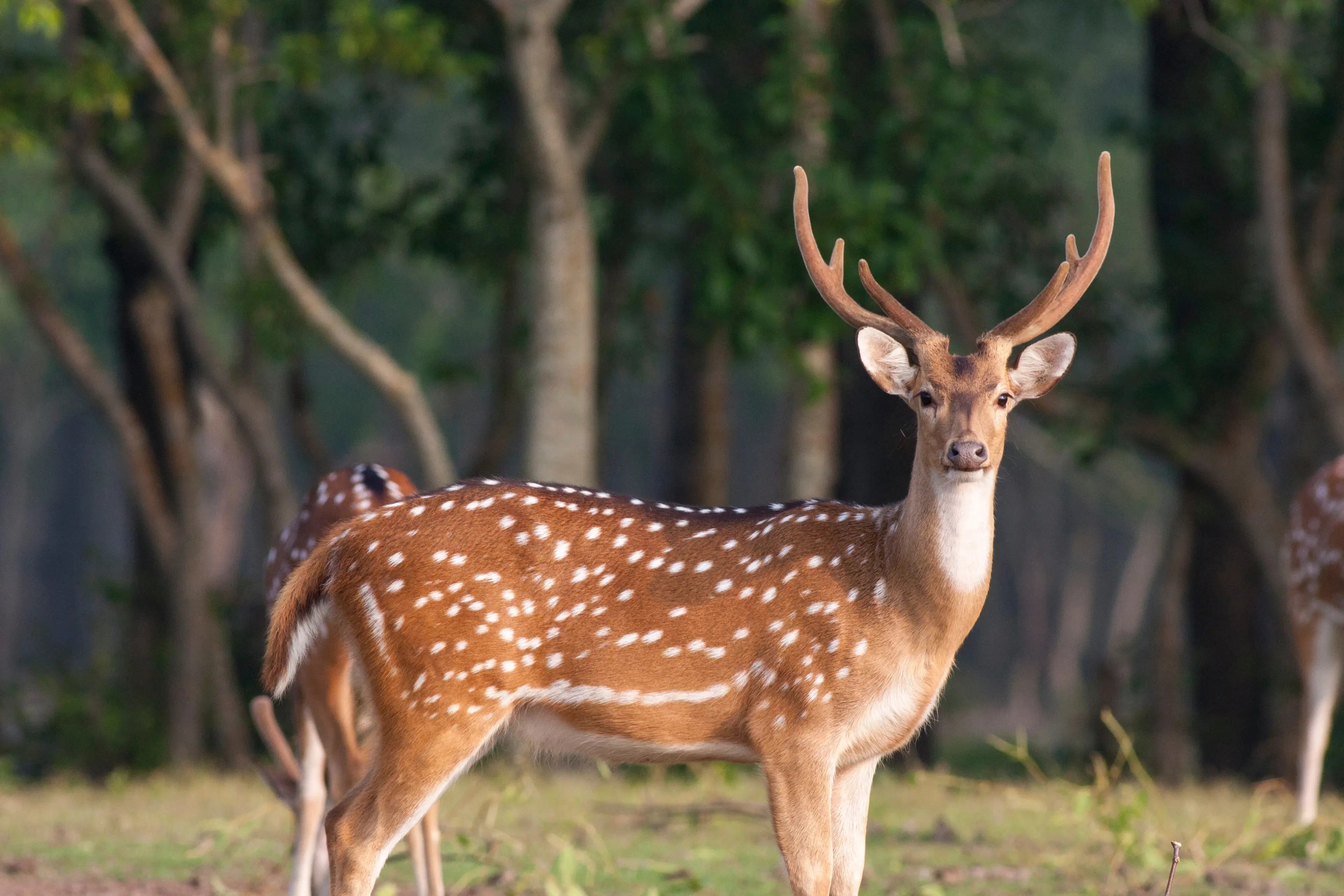 Checklist for Hotels Near Betla National Park