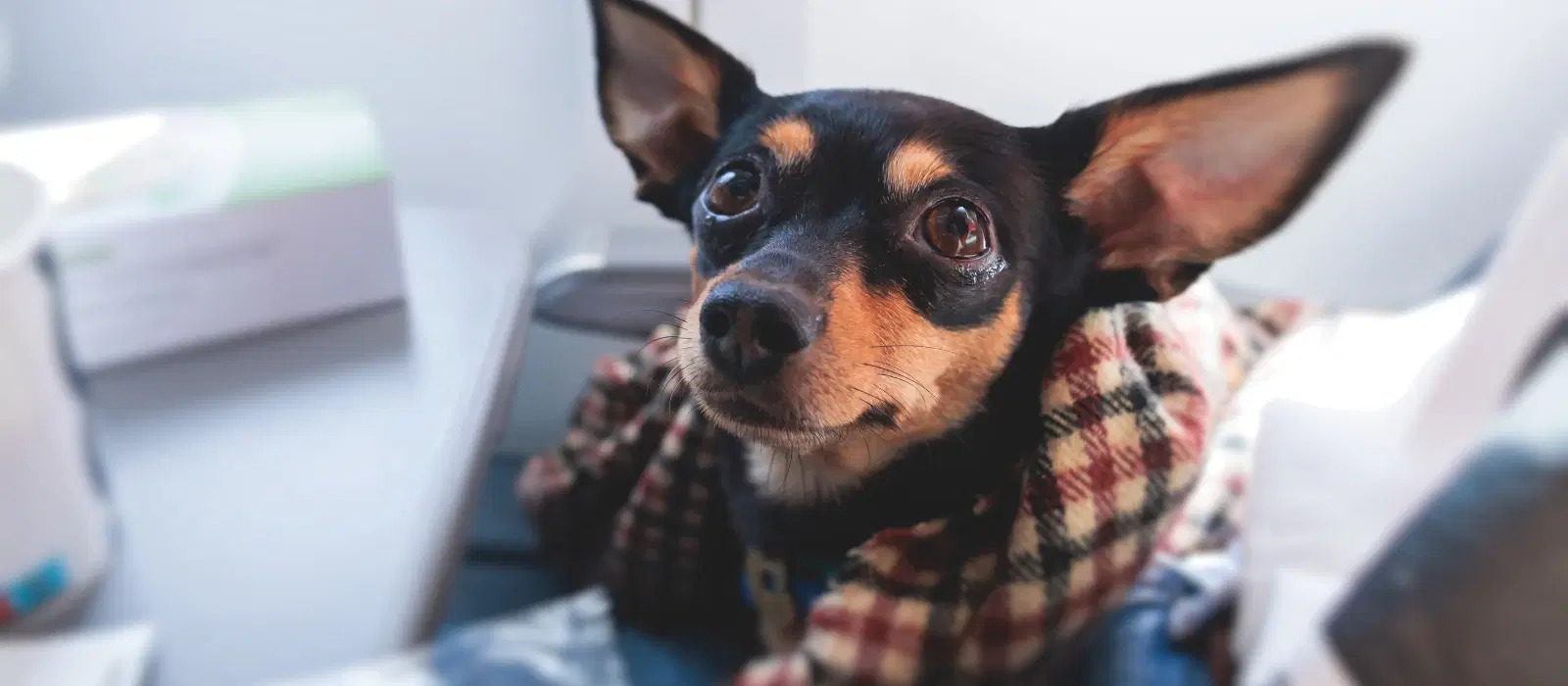 FAQs: Which Airlines Allow Pets in India and Their Policies