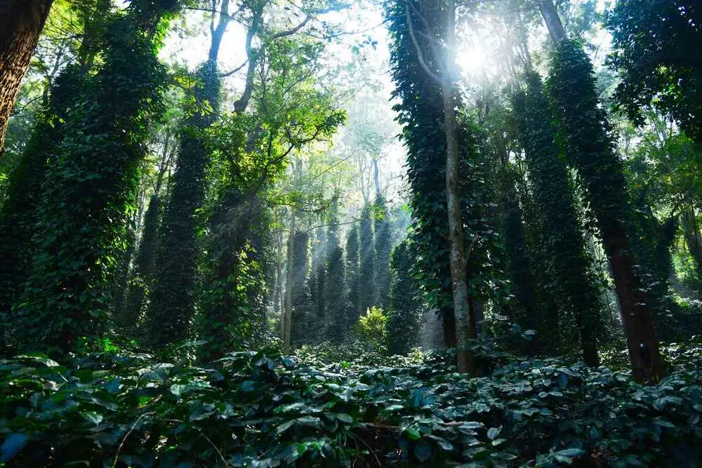 10 Must-Visit Places in Lambasingi for an Unforgettable Trip