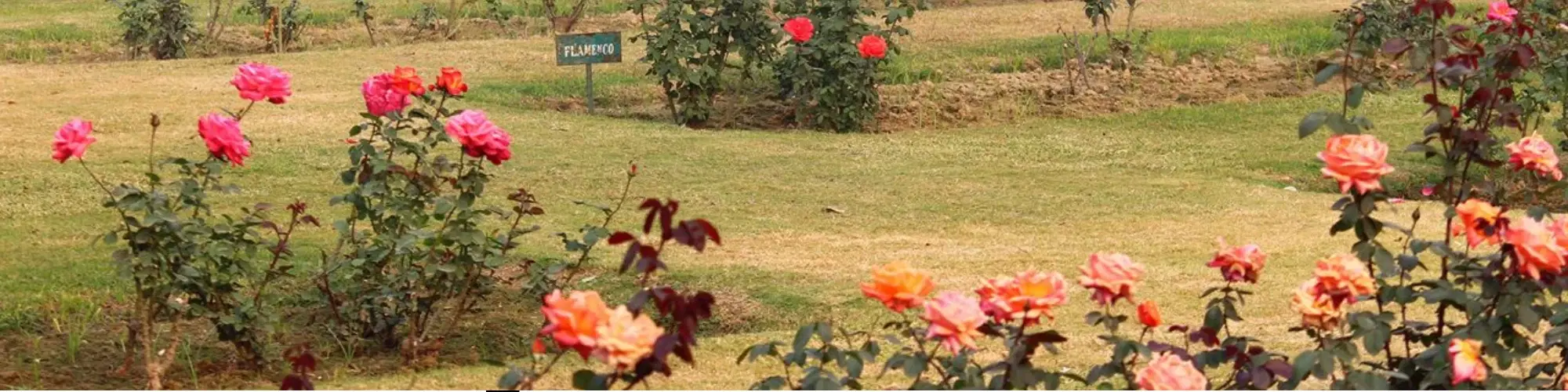 10 Romantic Spots in Ludhiana for Couples to Visit