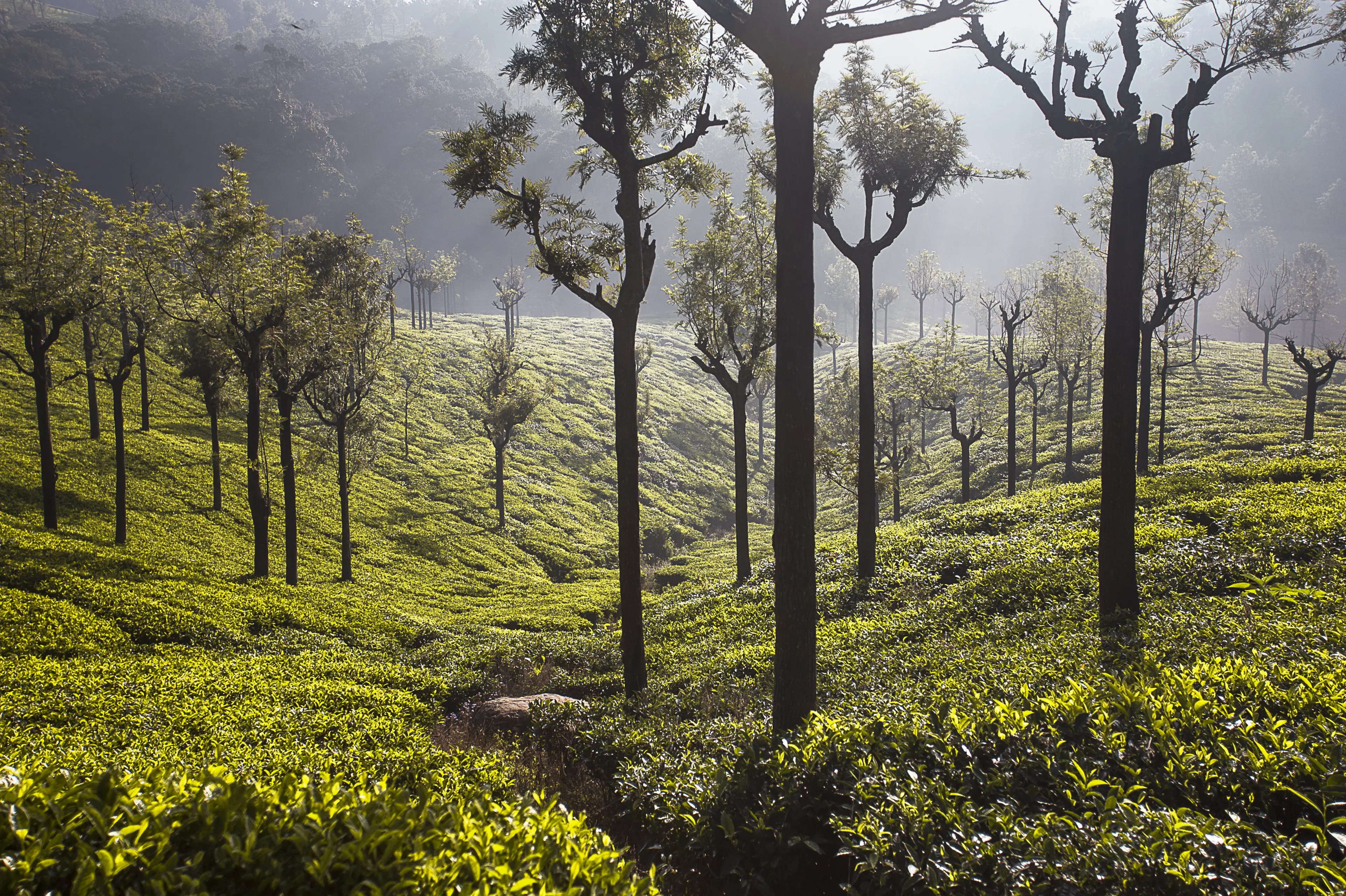 Top 8 Places to Visit in Munnar for a Perfect 2-Day Trip