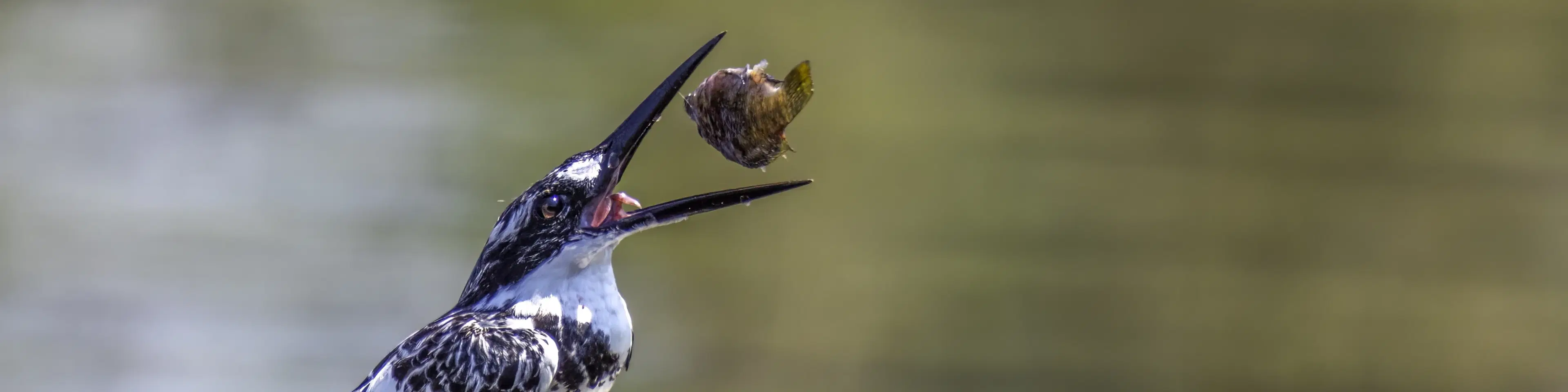 10 Must-Visit Places in Palani for an Unforgettable Trip