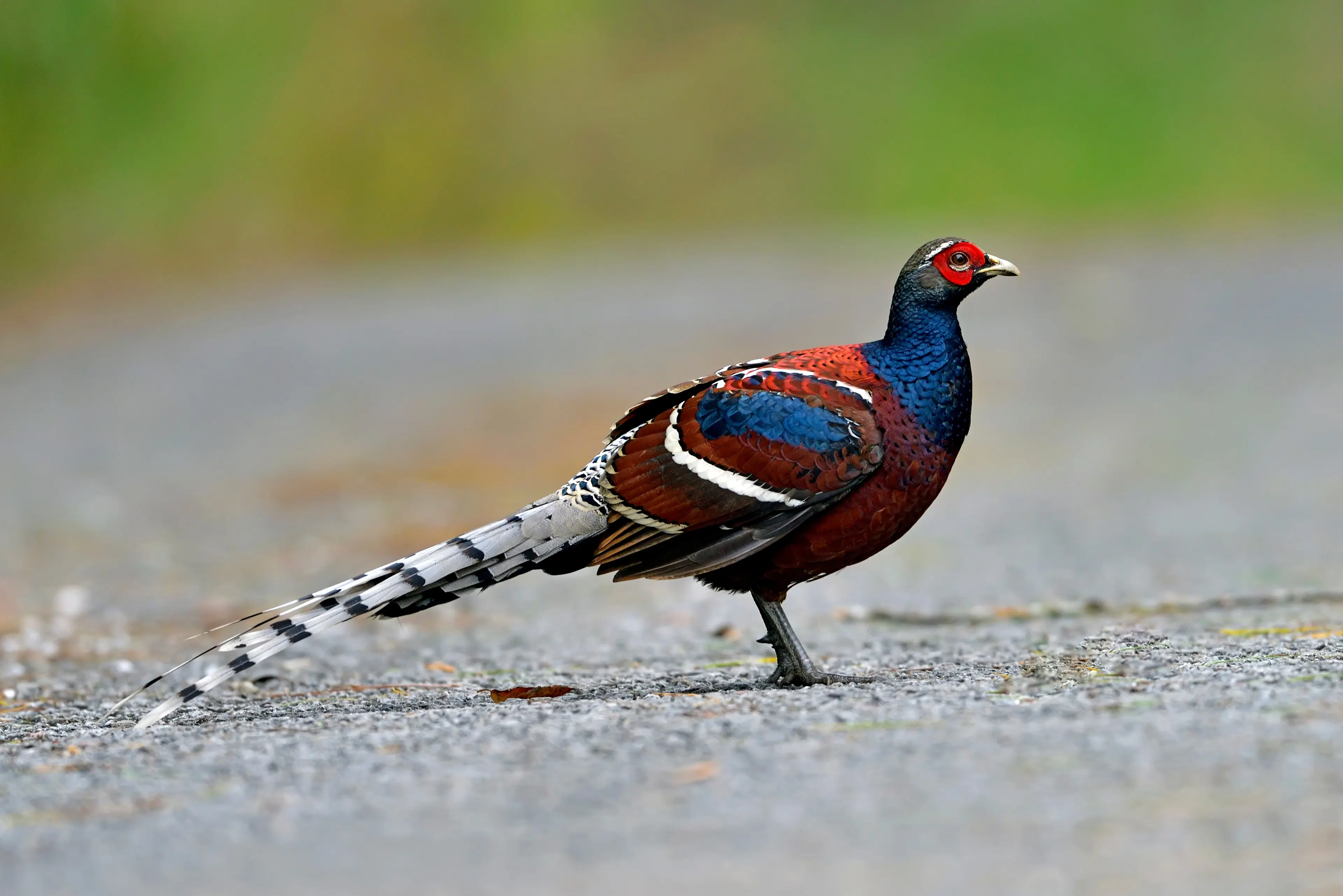 10 Must-Visit Places in Periyar: Top Sights and Attractions