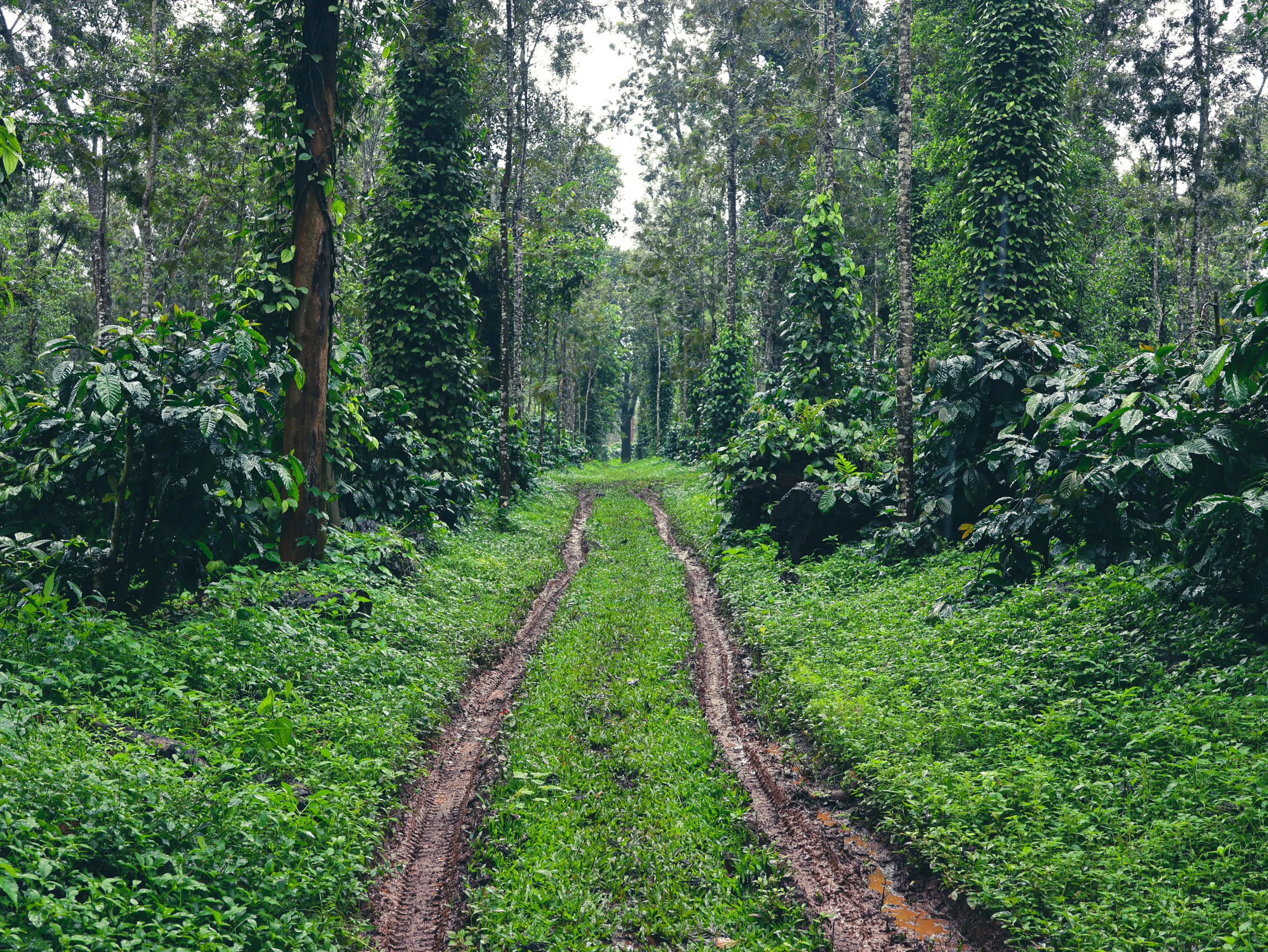 10 Must-Visit Places in Pasighat and Top Hotels Nearby