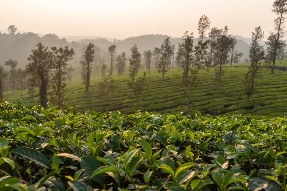 10 Must-Visit Places in South India This October