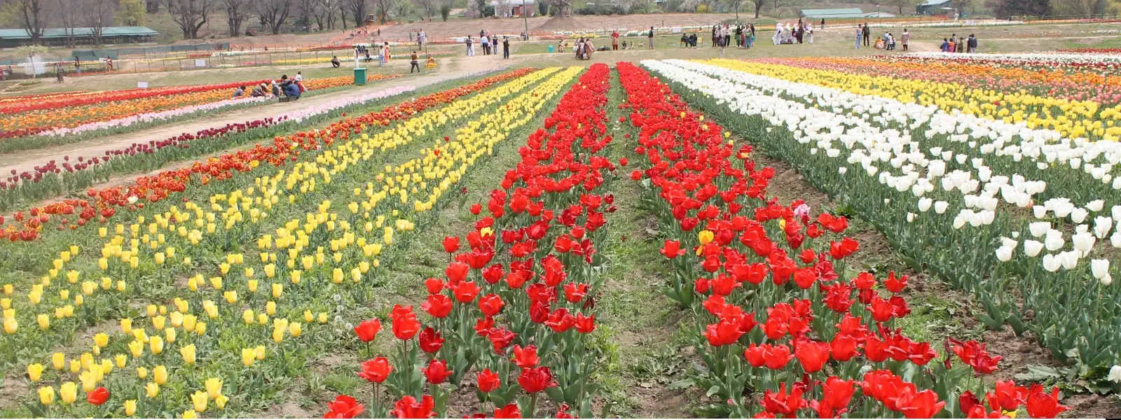 7 Best Hotels Near Srinagar Tulip Garden to Stay