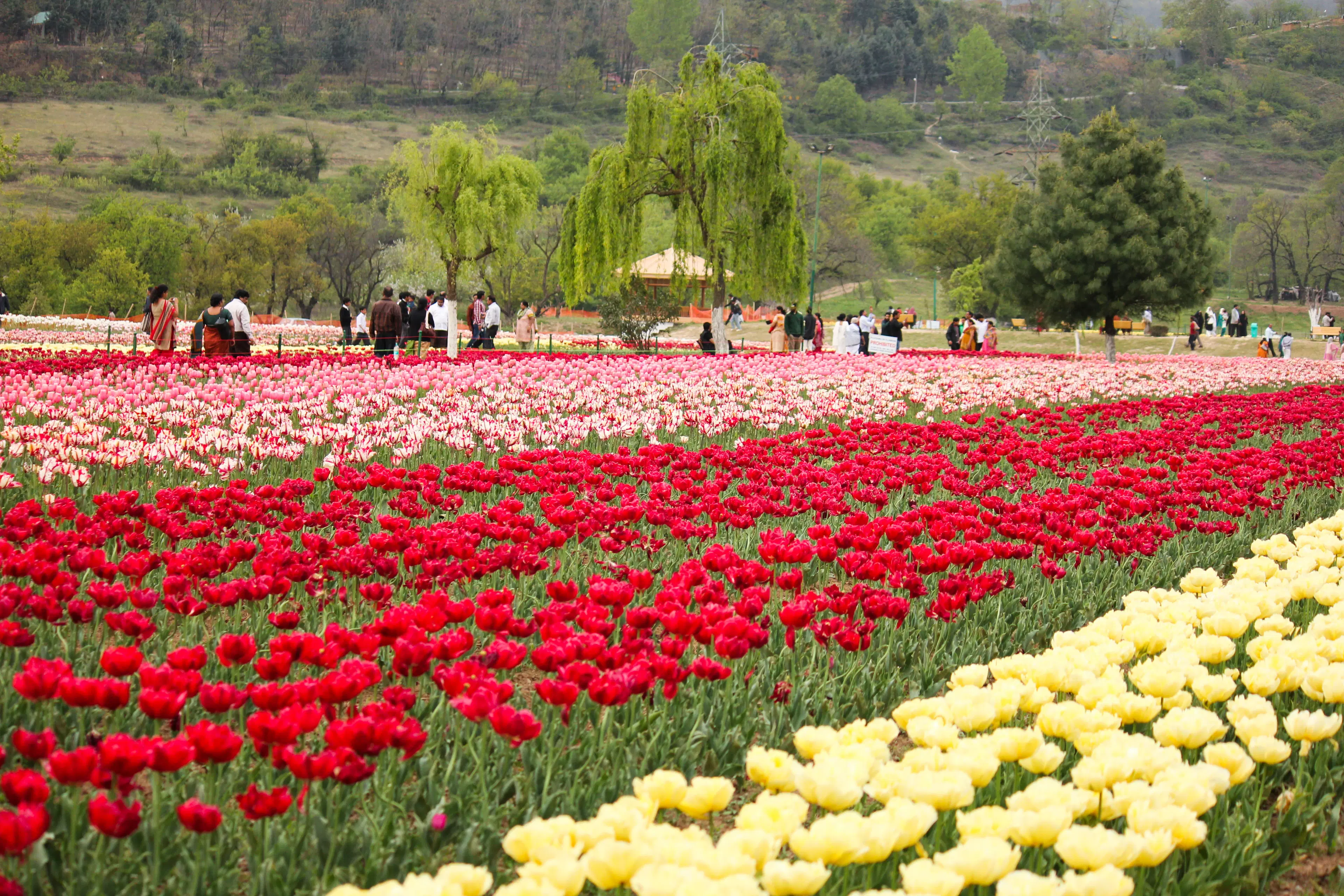 7 Best Hotels Near Tulip Garden Kashmir to Book Now
