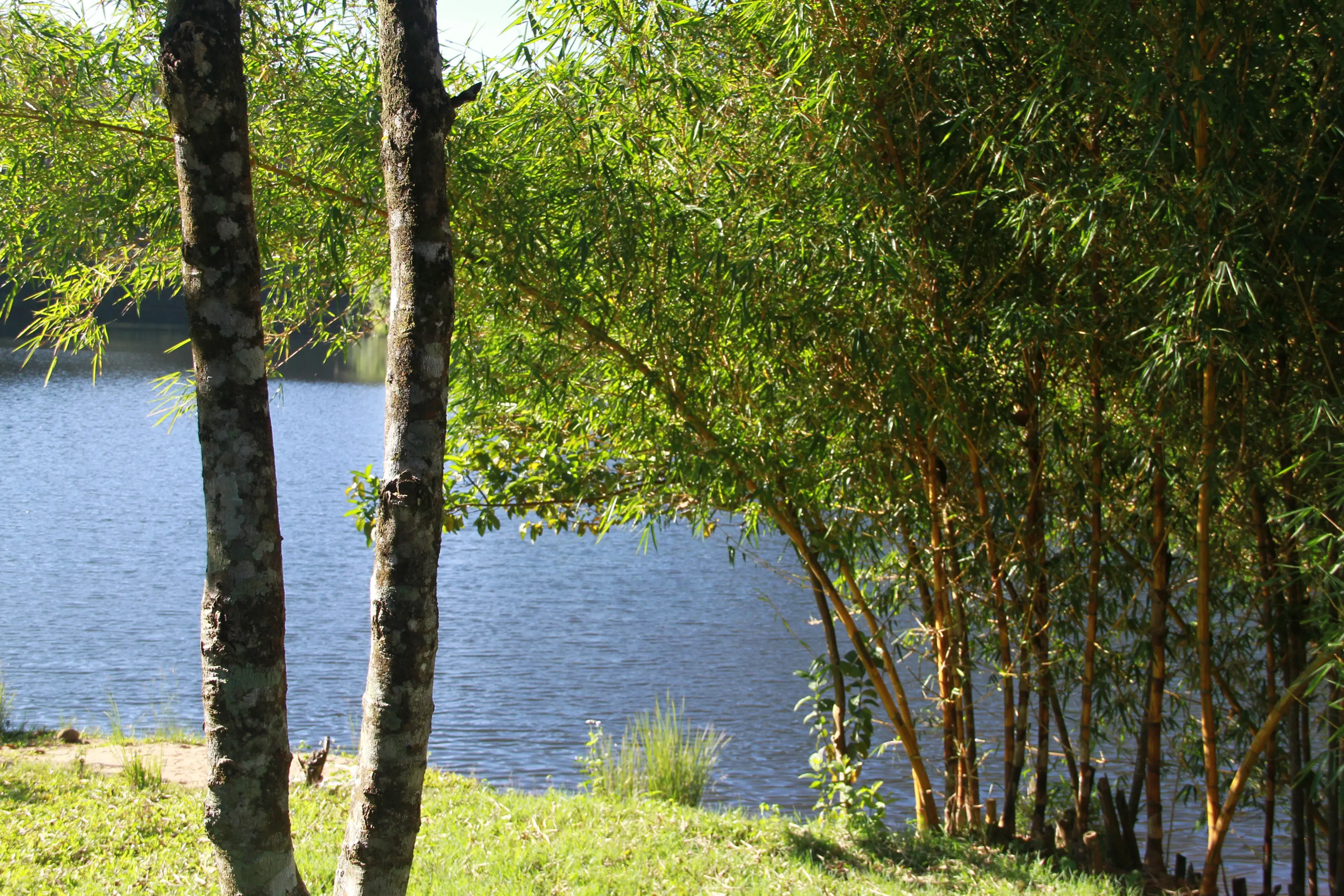 7 Best Times to Visit Coorg and Chikmagalur for Travelers