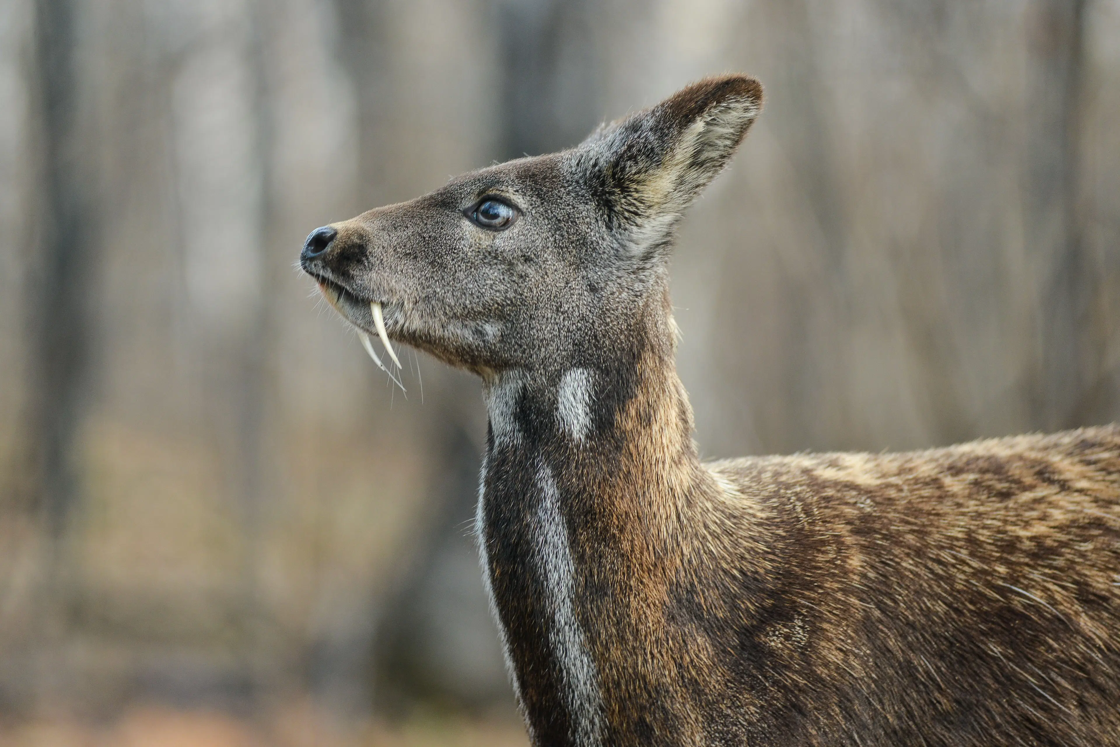 7 Best Times to Visit Debrigarh Wildlife Sanctuary