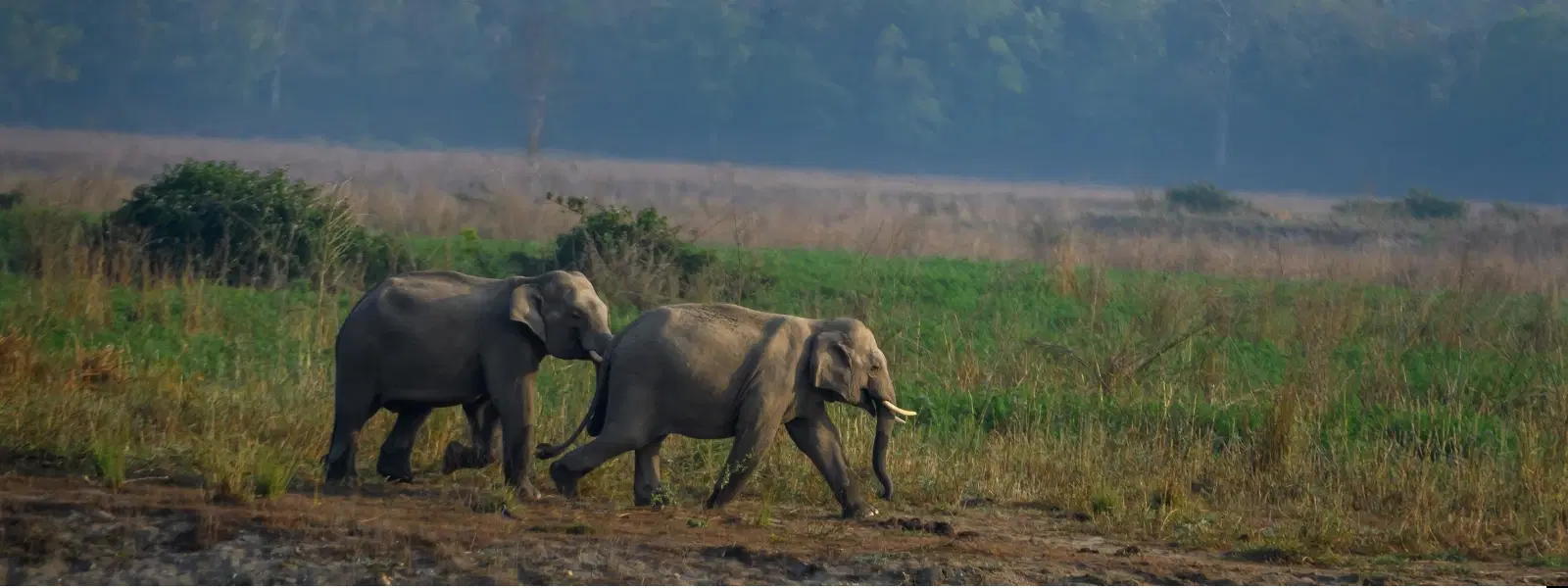 7 Best Times to Visit Jim Corbett for a Wildlife Escape