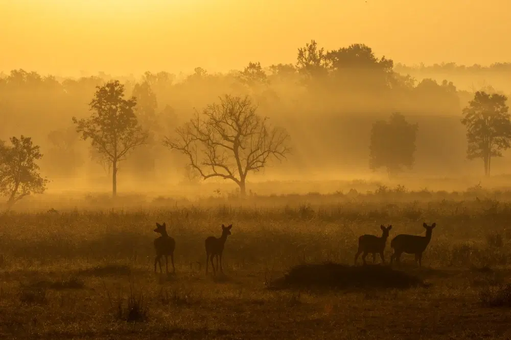 7 Best Times to Visit Kanha National Park for a Safari