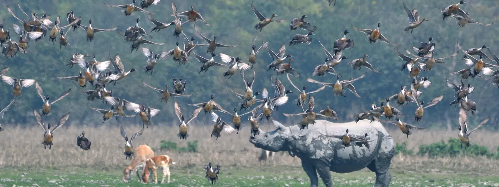 7 Best Times to Visit Katarniaghat Wildlife Sanctuary