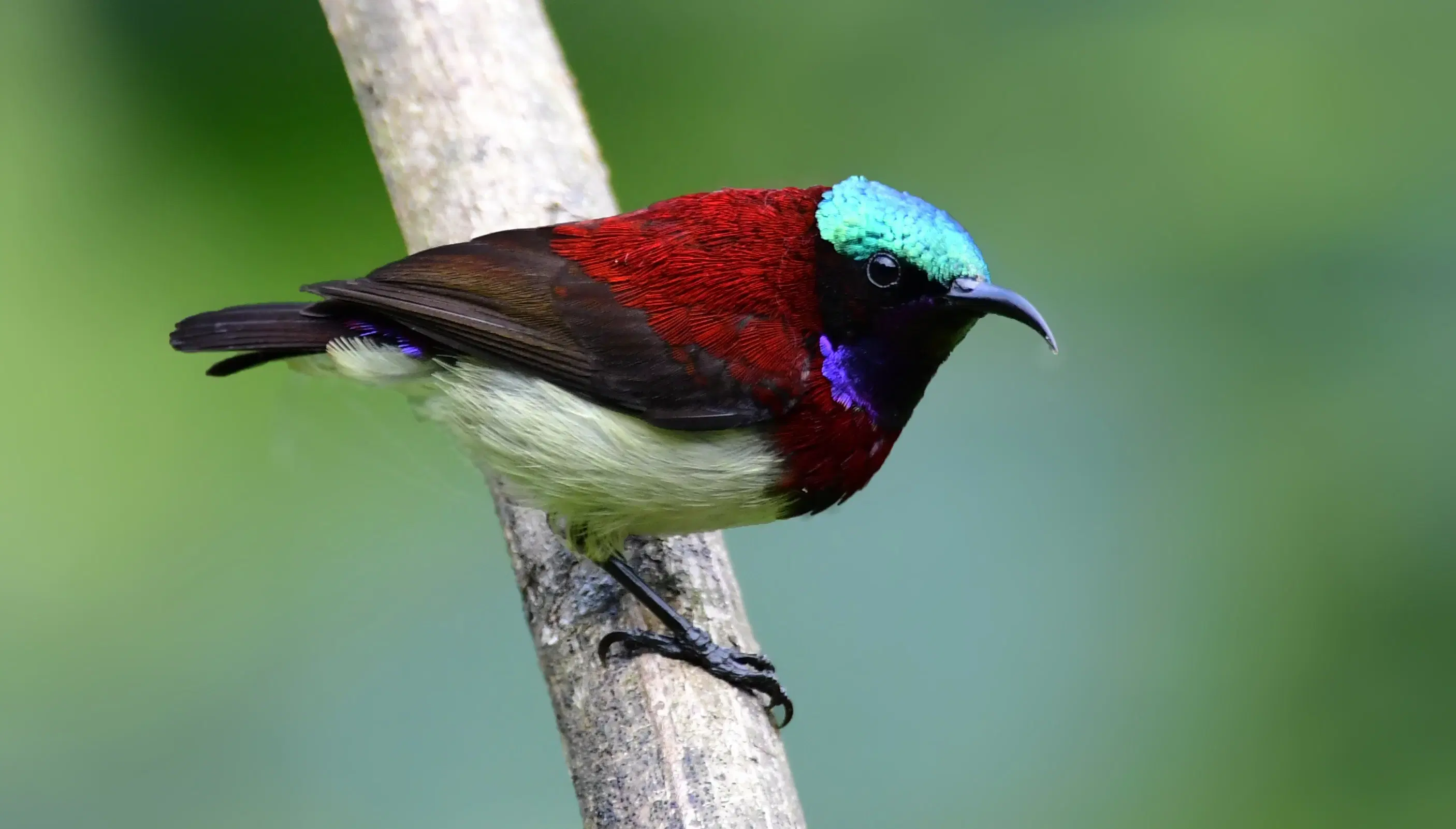 7 Best Times to Visit Keoladeo National Park for Birds