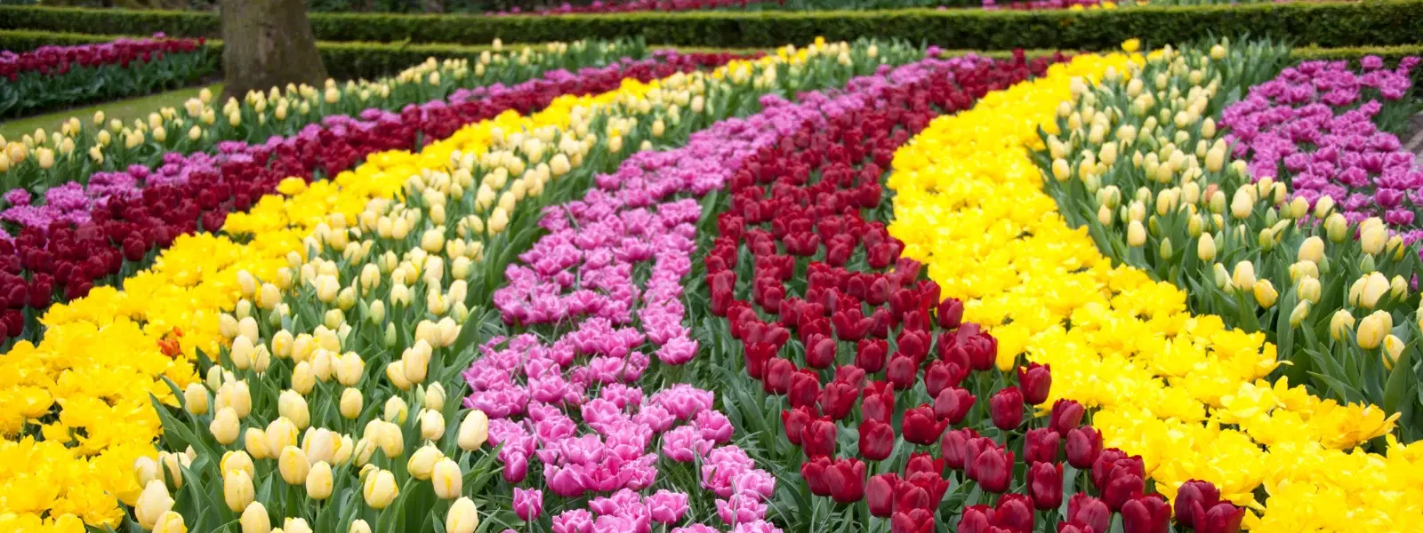 7 Best Times to Visit Keukenhof Gardens for Stunning Tulips