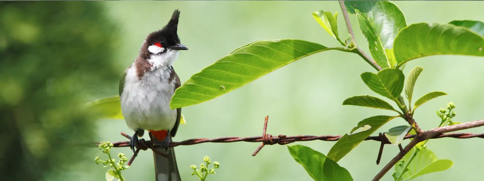 7 Best Times to Visit Thattekad Bird Sanctuary