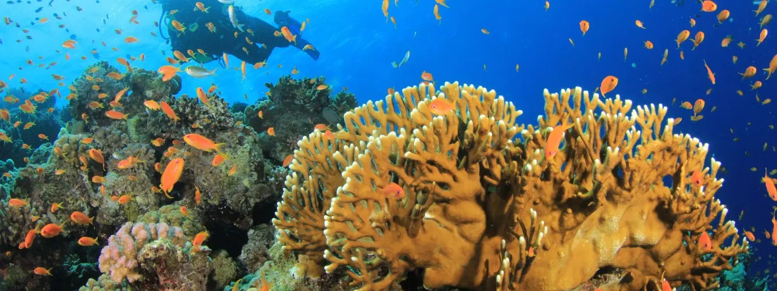 FAQs on Lakshadweep Flora and Fauna: Your Guide to Nature