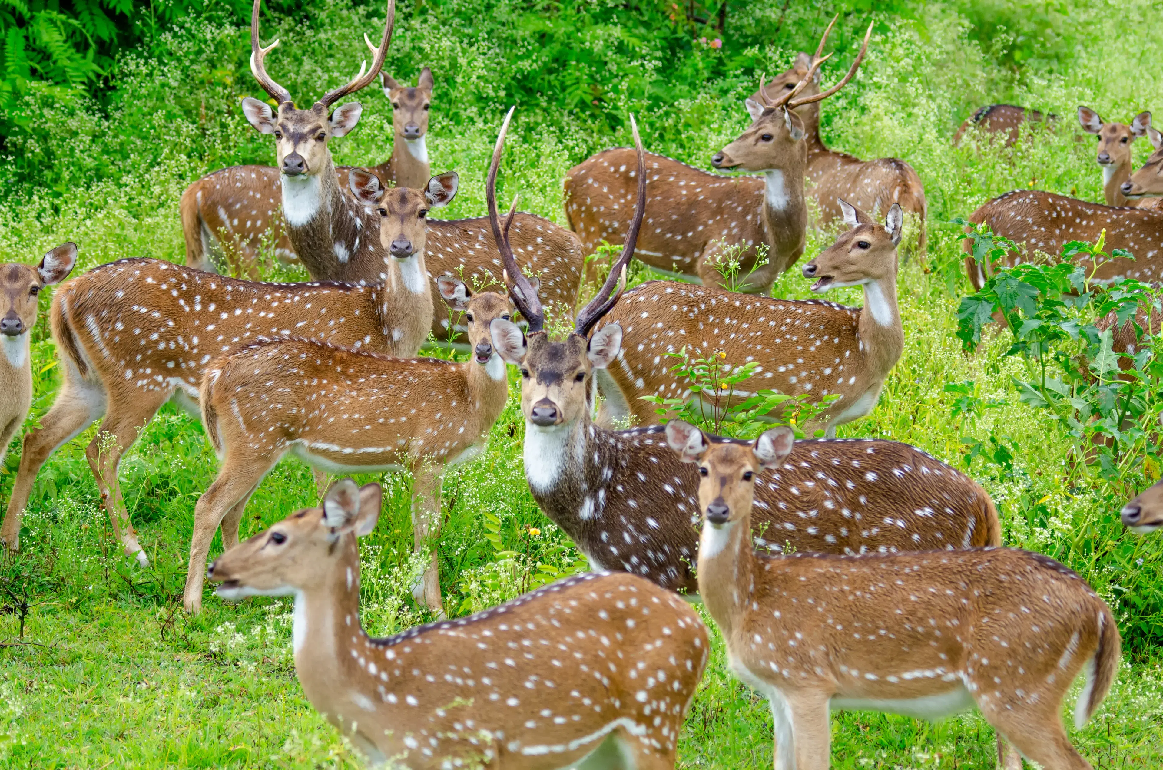 How to Choose the Best Time to Visit Panna National Park