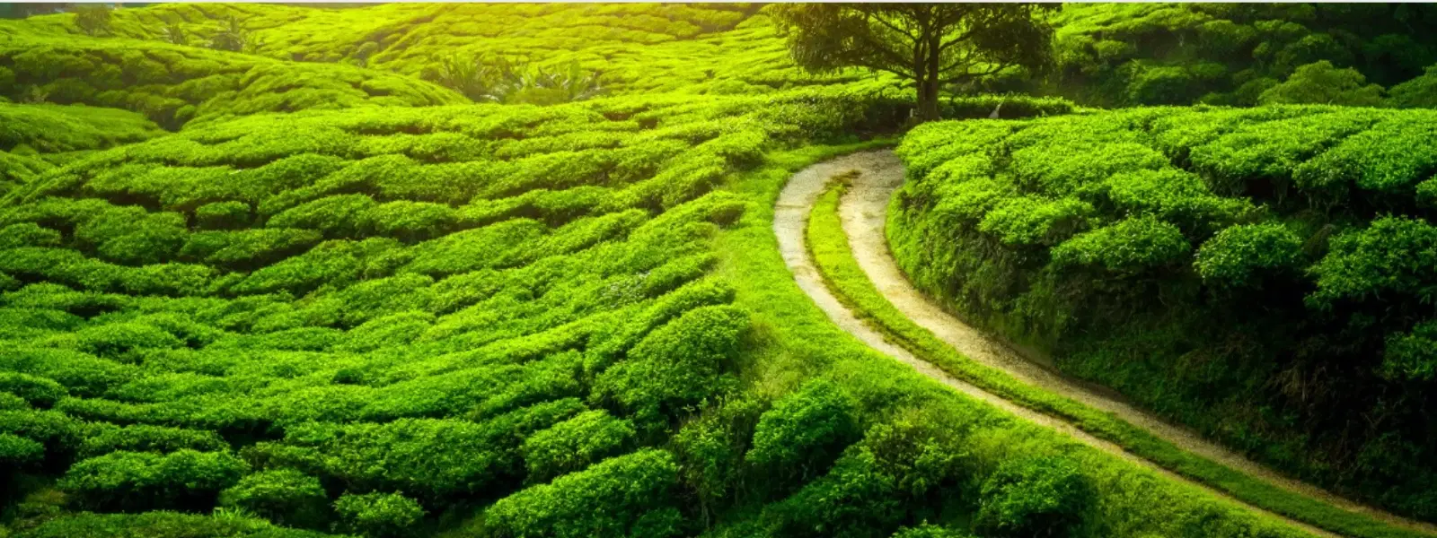 FAQs About Coffee Estate Tours in Chikmagalur Stays