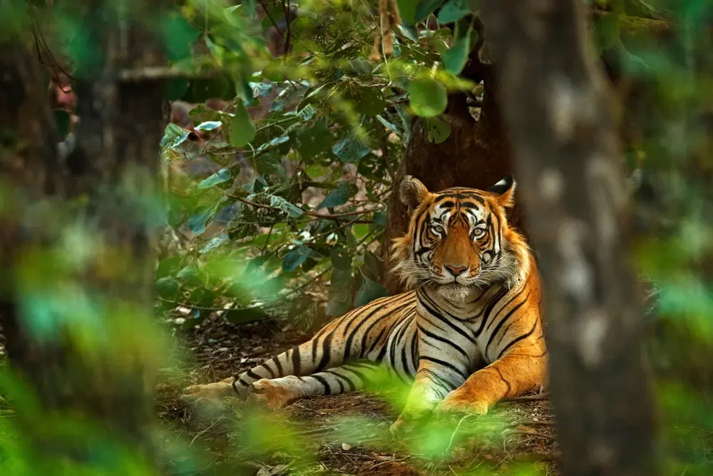 Ultimate Checklist for a Perfect Jim Corbett Itinerary