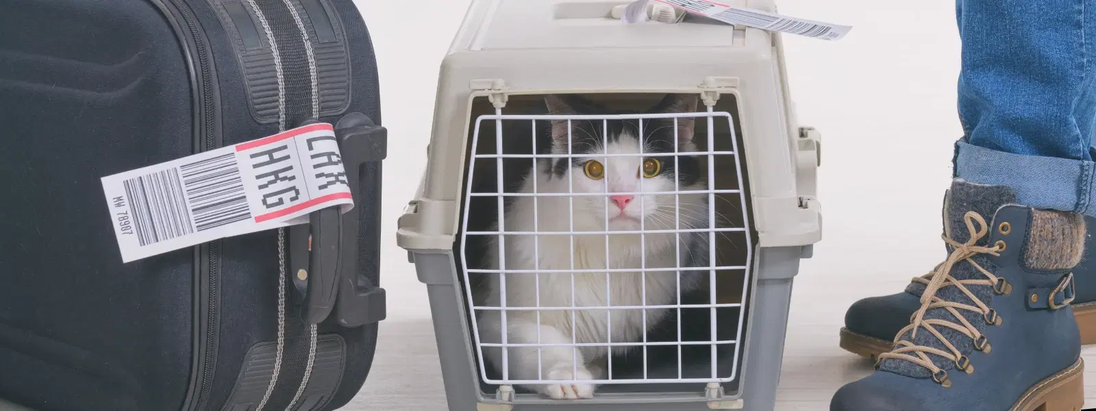 FAQs on Dog Passport India and Pet Travel Regulations