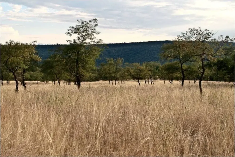 10 Must-See Places to Visit in Panna for Every Traveler