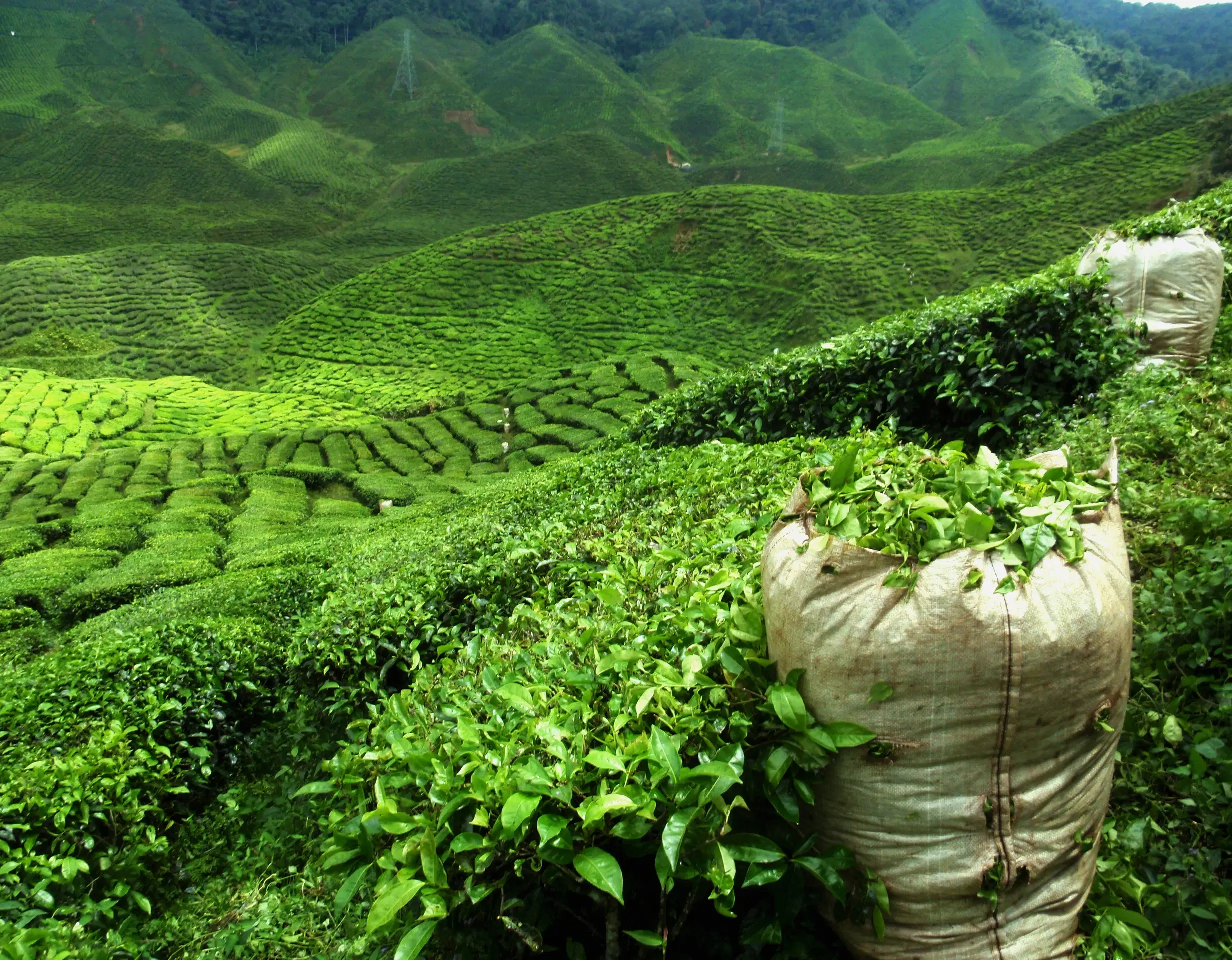Top Things to Do in Munnar: A Complete Travel Guide