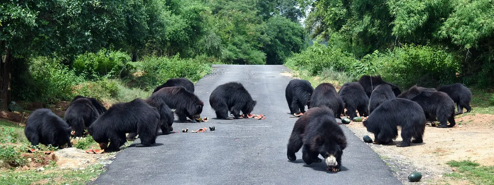 Bannerghatta vs Other Wildlife Sanctuaries Near Bangalore