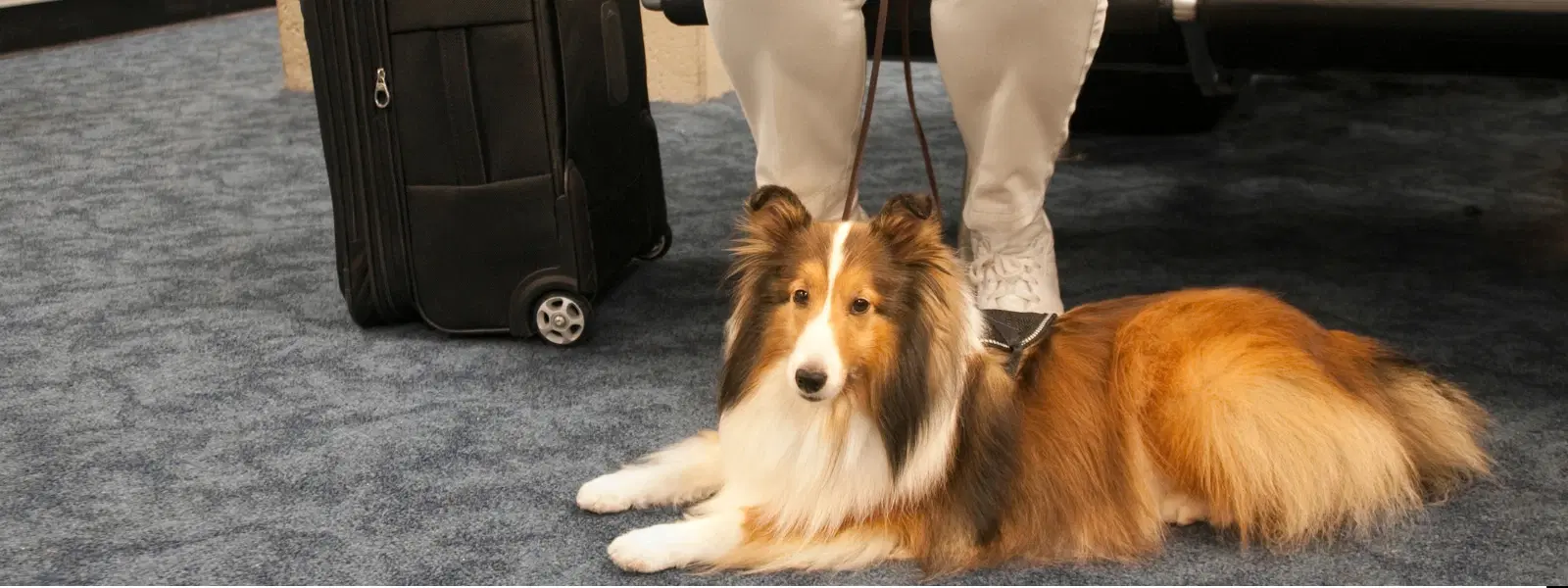 Top FAQs About Dogs on Planes and Pet Travel Policy