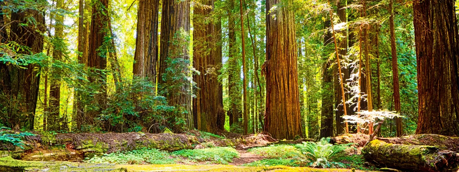 Checklist: Best Time to Visit Pench National Park