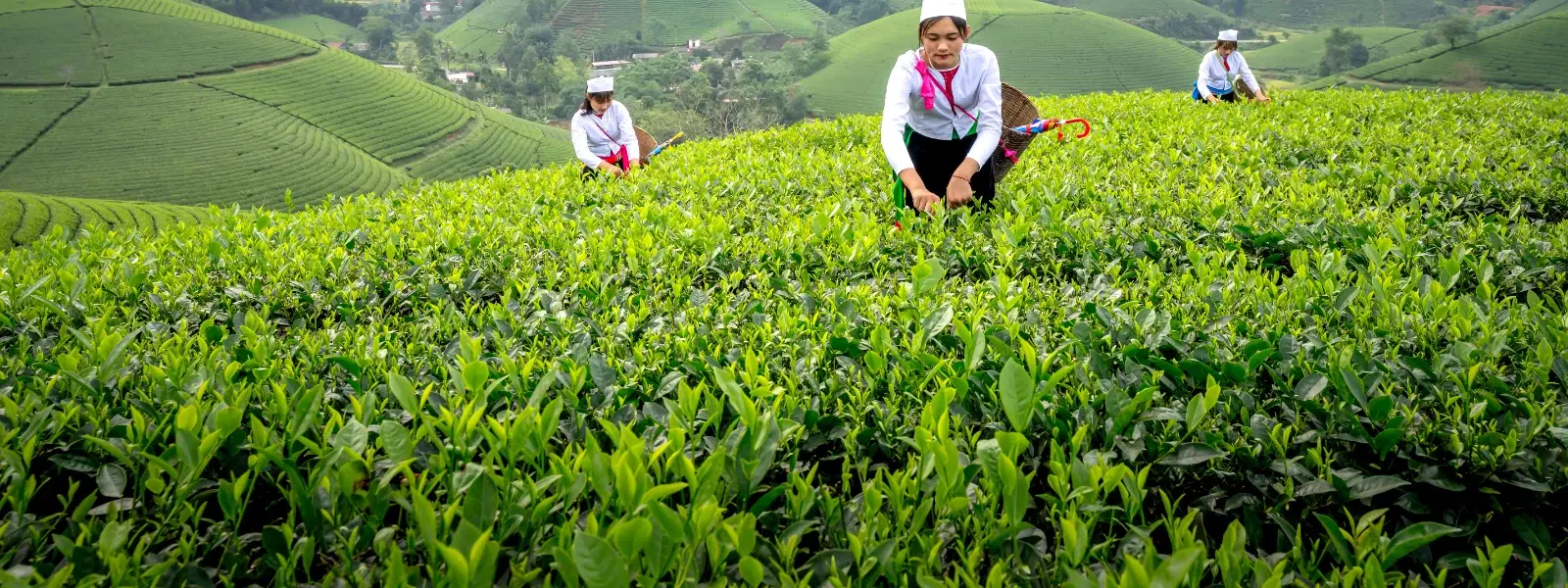 Checklist for Dzongu Cardamom Plantations Eco-Stays