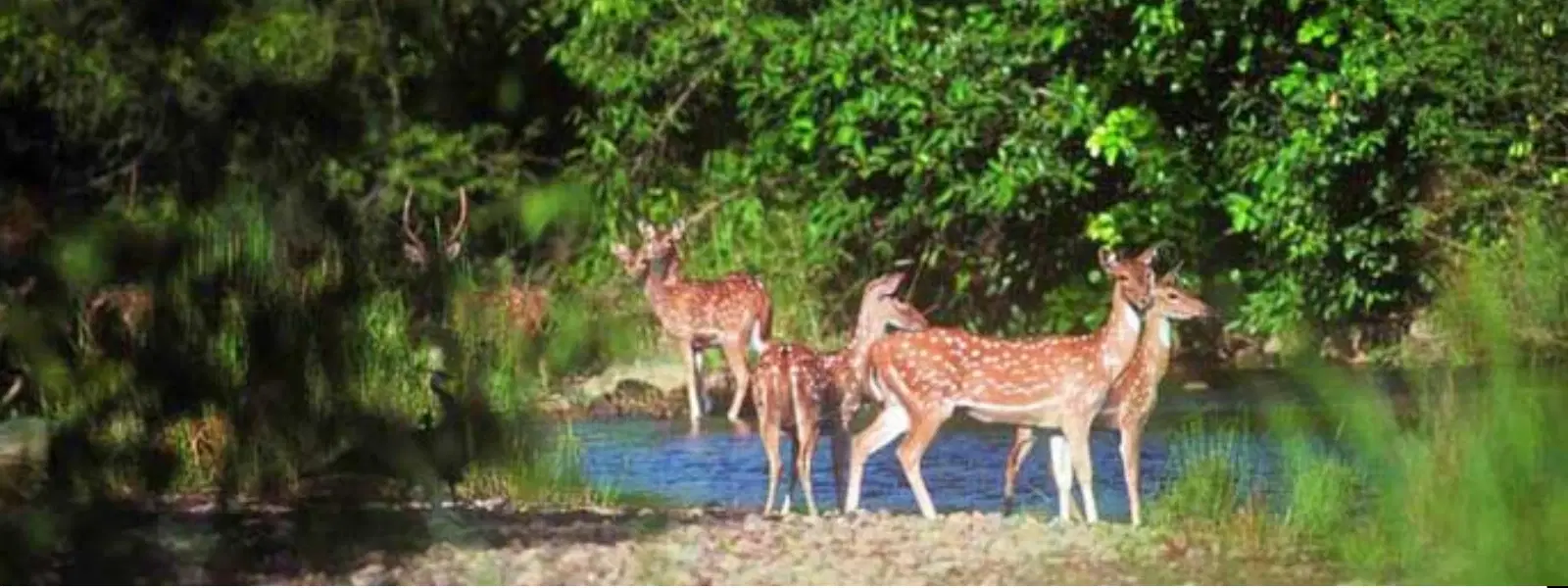 Checklist for Exploring Sarnath Deer Park Buddha Site