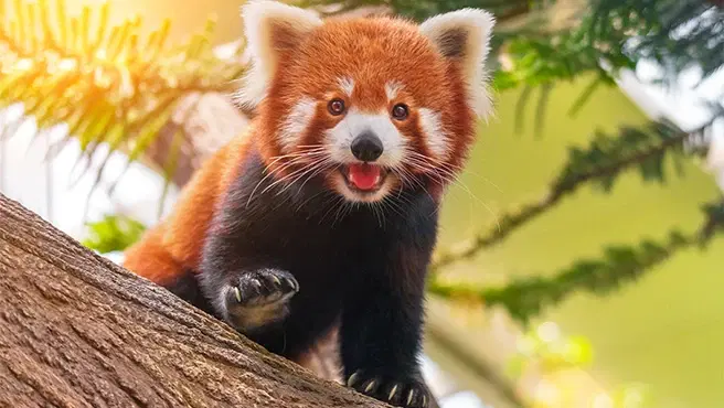 10 Best Hotels Near Phawngpui Blue Mountain National Park