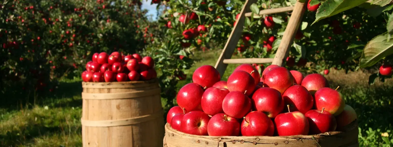 Discover India's Hidden Orchards: A Unique Perspective