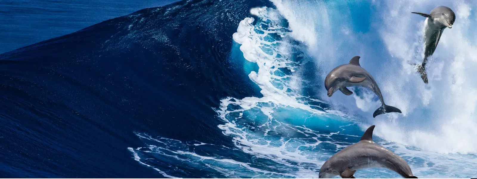 Island of the Blue Dolphins vs. Other Survival Stories