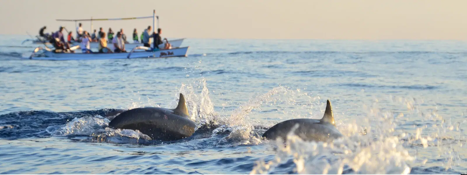 How to Plan a Dolphin Tour at Lovina Beach Bali