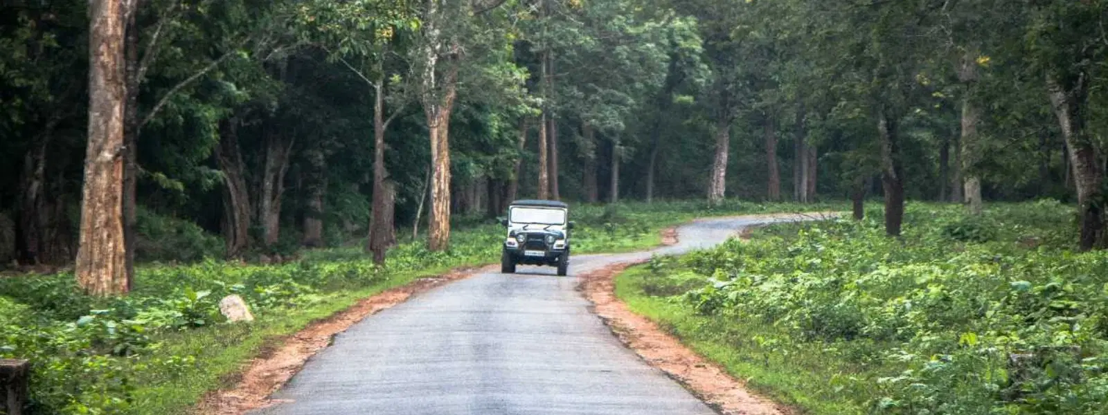 Expert Insights: Bangalore to Coorg Road Trip Guide