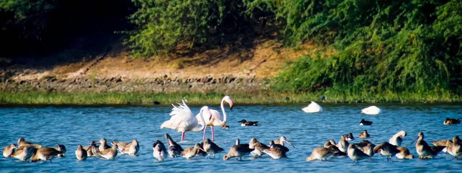 Expert Insights: Best Road Trips Near Ahmedabad