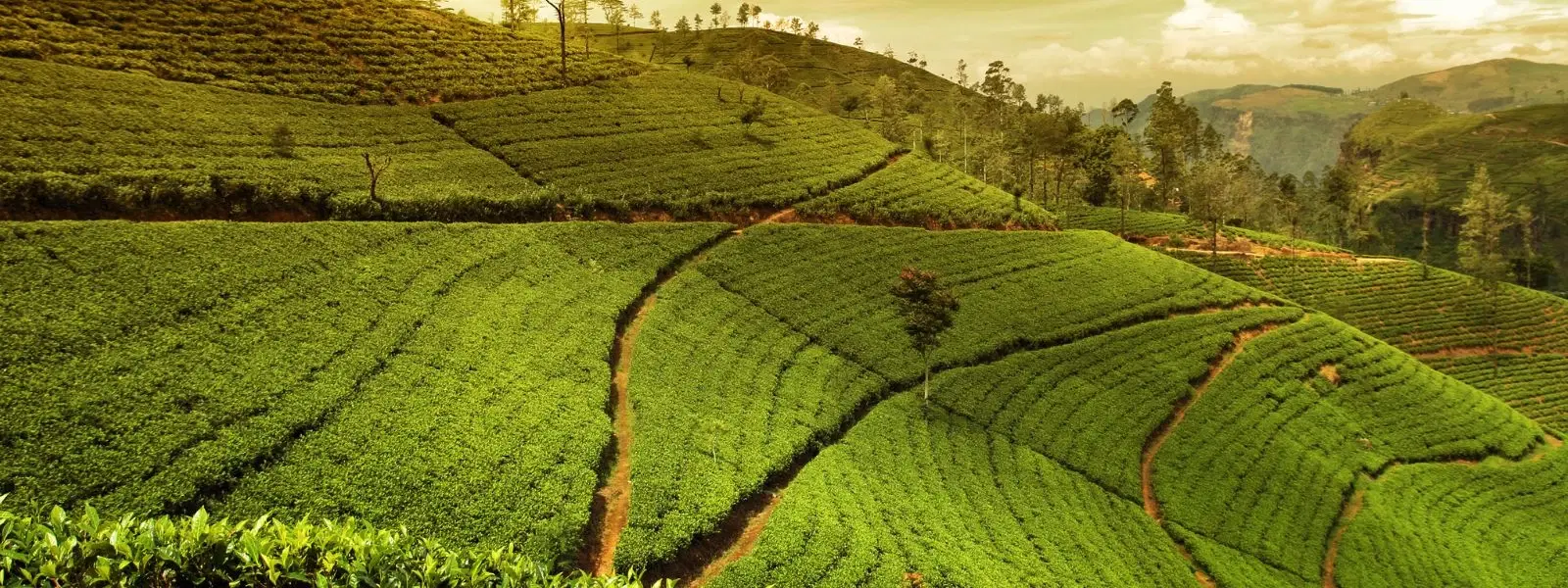 Expert Insights on Munnar’s Best Honeymoon Escapes